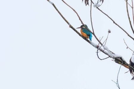 Common Kingfisher, on snowy branch, Kingfisher, Alcedo atthis, winterの写真素材