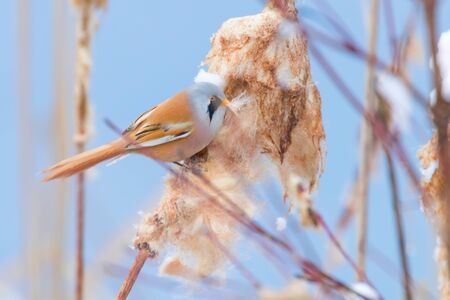 Cute little bird, Bearded tit, male Bearded reedling (panurus biarmicus)の写真素材