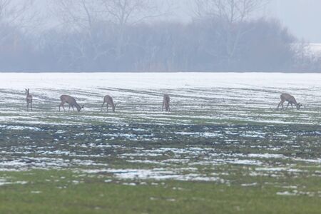 Roe Deer grazing in winter morning (Capreolus capreolus)の写真素材