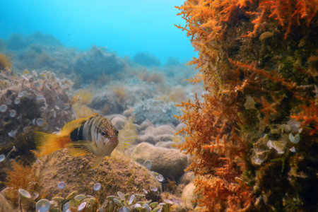 Painted Comber (Serranus scriba) Mediterranean Sea Underwater