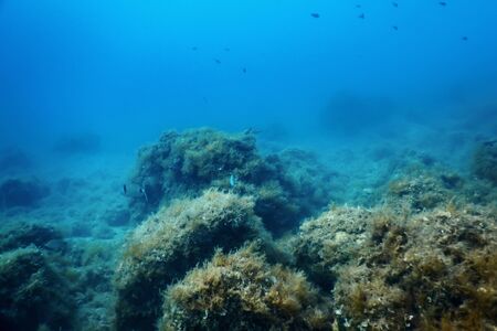 Underwater Scene Sunlight, fish Underwater Life.の写真素材