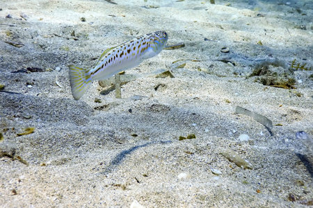 Greater Weever on Sandy Sea Floor (Trachinus draco) Underwater