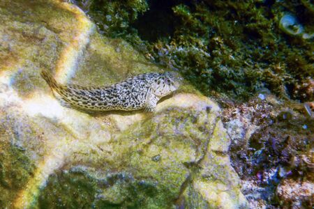 Portrait Of Cute Blenny fish, Close upの写真素材
