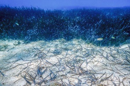 Underwater Sea Grass, Sea Grass, Underwater Scene