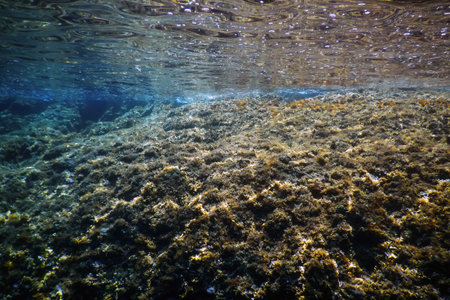 Sea Life Underwater View Sunlight, Underwater Life.