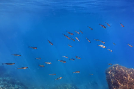 Underwater Scene Sunlight, fish Underwater Life.