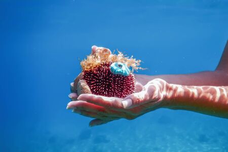 Young Women Snorkeling in the Tropical Sea Holding Sea Urchinの写真素材