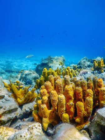 Yellow Sea Sponge, Bottom of Tropical Sea, Underwaterの写真素材