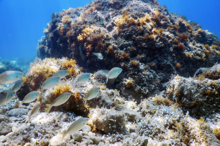 Underwater Scene Sunlight, fish Underwater Life.