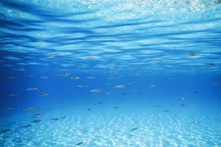 School of Fish Swimming over Sand Bottom in the Tropical Sea