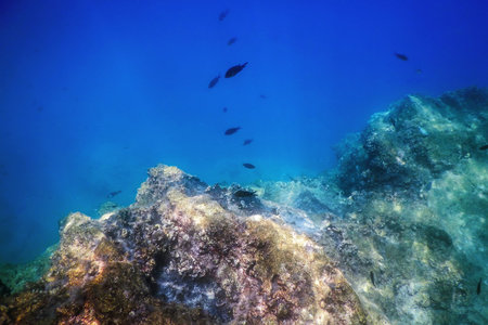 Under the Sea, Underwater Scene Sunlight, Fish Underwater Life.