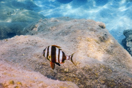 Redbanded Seabream Underwater (Pagrus auriga) Under the Sea Beautiful Fish