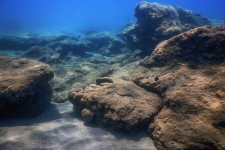 Sea Life Underwater Rocks Sunlight, Underwater Lifeの写真素材