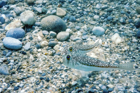 Puffer Fish Swimming Underwater, blowfish, balloonfish, globefish
