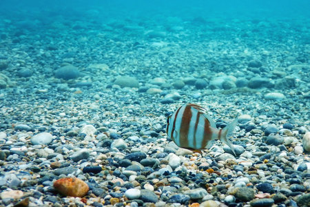 Redbanded Seabream Underwater (Pagrus auriga) Under the Sea Beautiful Fish