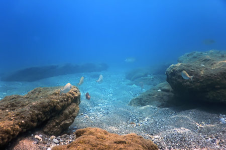 Sea Life Underwater Rocks Sunlight, Underwater Life