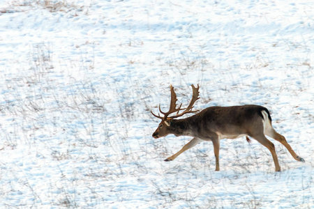 Fallow deer buck snow winter landscape (Dama Dama)