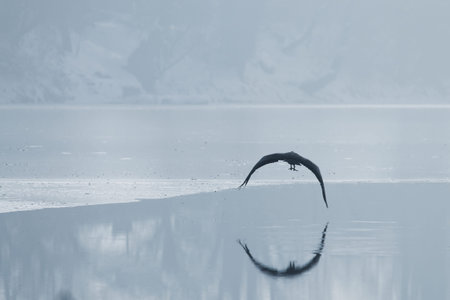 Gray heron flying over a frozen lake, Winter frozen lake.