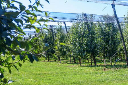 ApplesÂ in Orchard,Â Apple Trees, Ripe ApplesÂ Â の写真素材