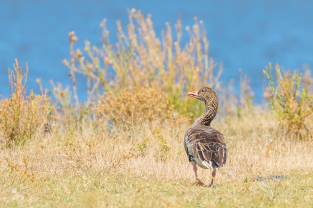 Greylag Goose (Anser anser)の写真素材
