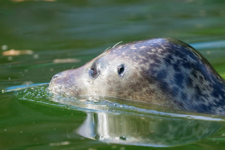 Harbor Seal (Phoca vitulina) in Water