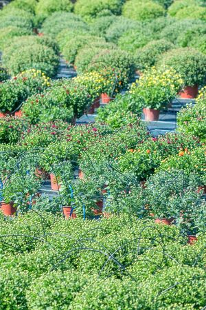 Chrysanthemum Mums on the Field, Chrysanths PlantsÂ Â の写真素材