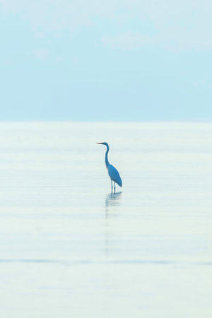 Great Egret (Ardea alba) Great White Egret, Common Egretの写真素材