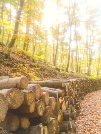 Woodpile Firewood near Forest Road in the Autumn Forest