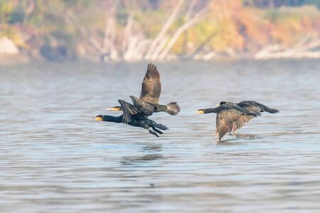 Great Cormorants Flying Over Water (Phalacrocorax carbo)Â の写真素材