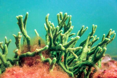 Freshwater Sponge (Spongilla lacustris) Spongillidae Freshwater Underwaterの写真素材