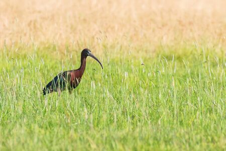 Glossy Ibis (Plegadis falcinellus) Wading Bird in Natural Habitat の写真素材