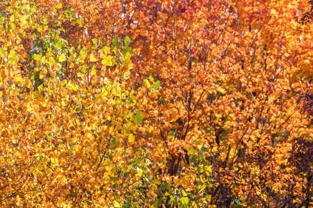Autumn Forest Colorful Trees and Leafs, Background Autumn Trees, Autumn Texture PatternÂ 