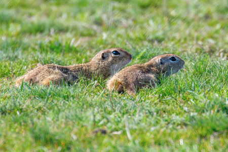 European ground squirrels, Souslik (Spermophilus citellus) natural environment
