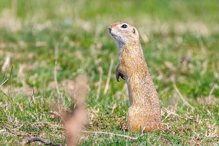 European ground squirrel, Souslik (Spermophilus citellus) natural environmentの写真素材