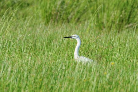 Great Egret (Ardea alba) Common Egretの写真素材