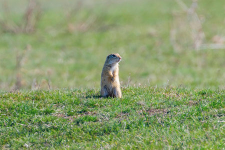 European ground squirrel, Souslik (Spermophilus citellus) natural environment