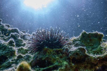 Underwater Sea Urchins on a Rock, Close Up Underwater Urchinsの写真素材