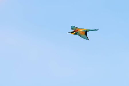 European Bee-Eater In Flight (Merops Apiaster)の写真素材