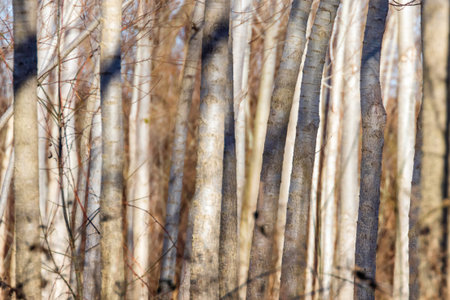 Tree Trunks Forest, Natural Textured Background