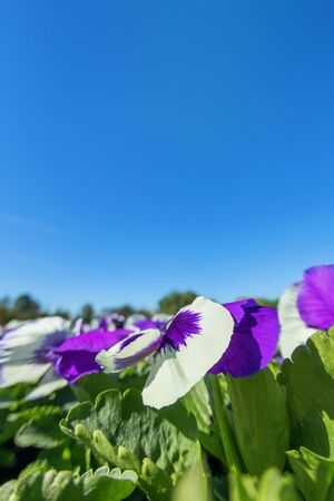 Pansy Flowers Close Up, Purple Pink Pansy in Gardenの写真素材