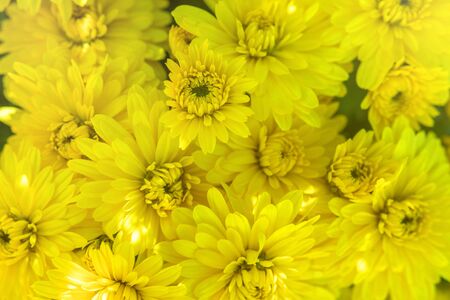 Flowering Yellow Chrysanthemum in Autumn Garden, Background with Blossoming Chrysanthemum.の写真素材
