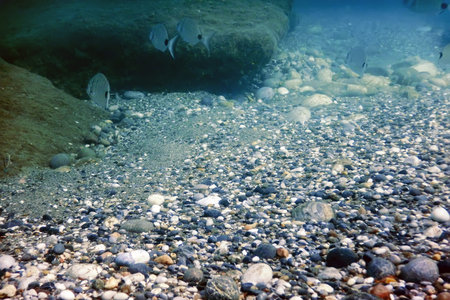 Underwater Scene Sunlight, fish Underwater Life.