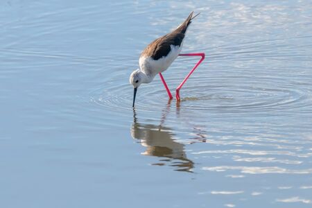 Black Winged Stilt in Shallow Water (Himantopus himantopus)の写真素材