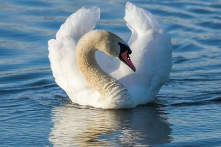 Male Mute Swan Swimmingの写真素材