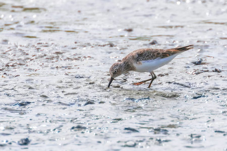 Water Bird Sandpiper, Common Sandpiper (Actitis hypoleucos)