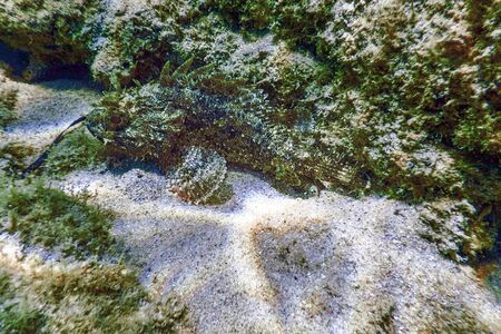 Scorpion Fish Underwater Underwater Life. Small red scorpionfish (Scorpaena notata)の写真素材