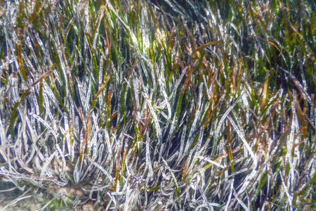 Underwater background with seaweed