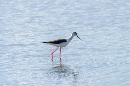 Black Winged Stilt in Shallow Water (Himantopus himantopus)の写真素材