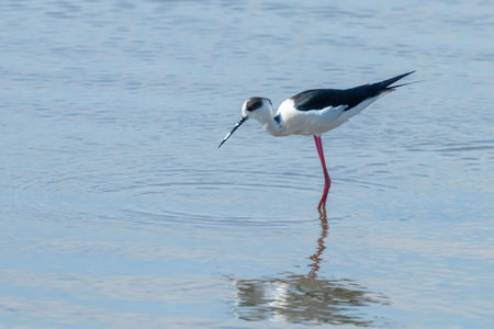 Black Winged Stilt in Water (Himantopus himantopus)Â Wader Bird StiltÂ 