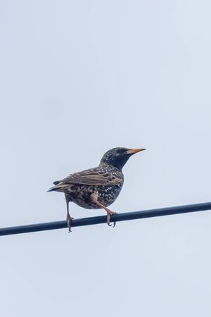 Common Starling Sitting on Wire (Sturnus vulgaris)の写真素材